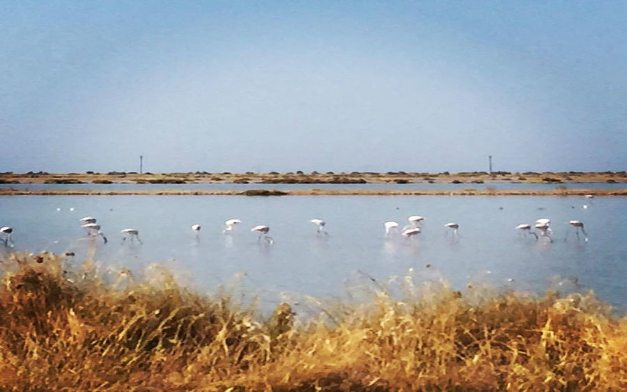 a group of birds flying and sitting on the lake from tour Bottarga Stefos